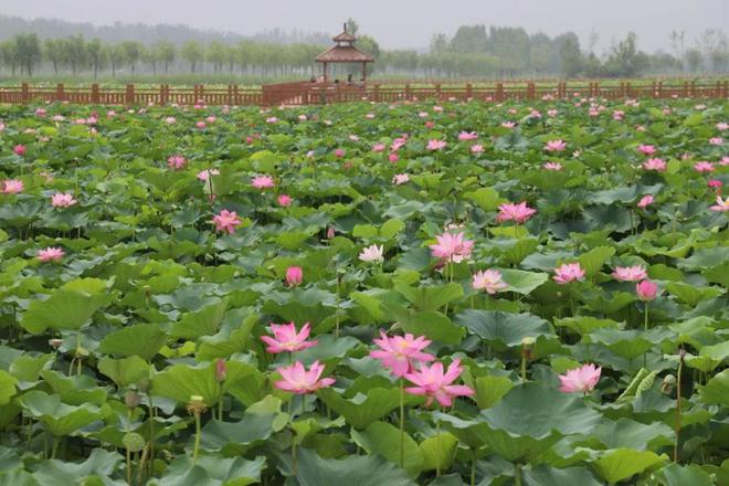 九游体育山东新增17家国家4A级旅游景区怎么玩？攻略来了(图37)