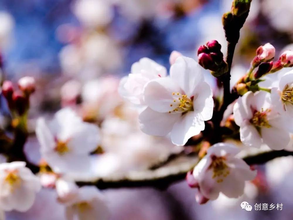 九游体育盘点2016国家关于乡村旅游的政策法规(图12)