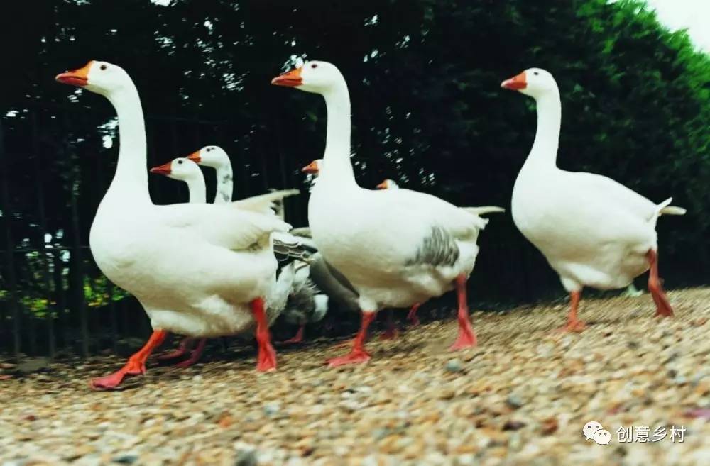 九游体育盘点2016国家关于乡村旅游的政策法规(图14)