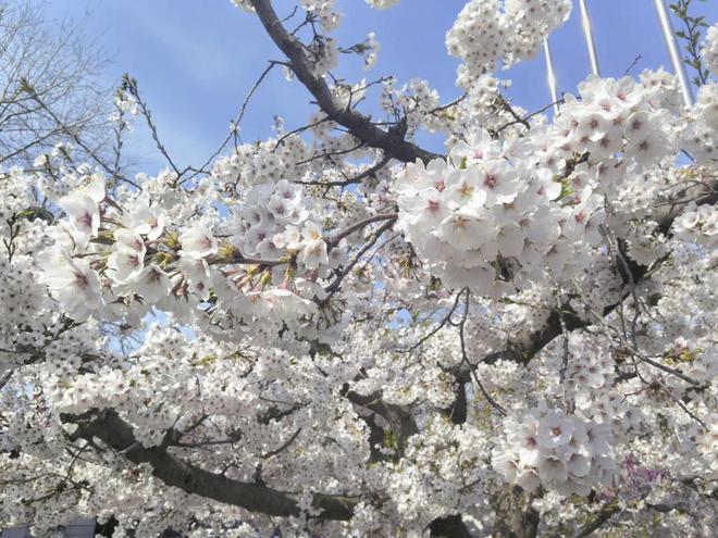 九游体育六大主题带动赏花经济潍坊召开第十六届山阳梨花节(图3)