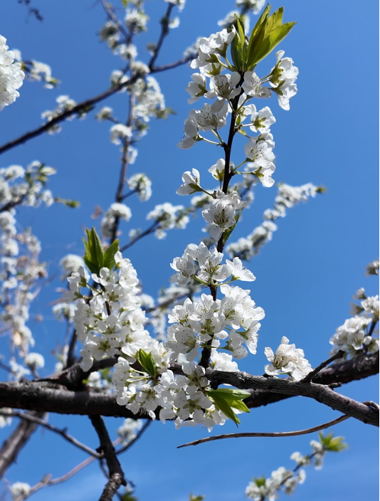 九游体育第十六届山阳梨花节开幕(图3)