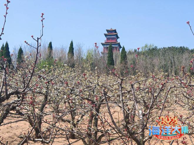 九游体育有“潍”丨潍坊昌邑：“赏花游”带动文旅市场“好花常开”(图3)