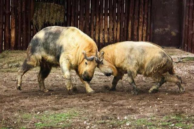 九游体育回顾：“六不像”现身秦岭体重超1000斤它们究竟是什么物种？