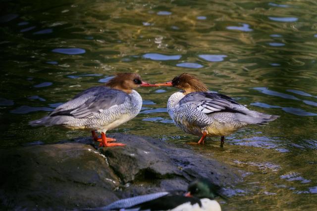 九游体育非常一周｜劳力士助力中华秋沙鸭保育；宝玑焕新传世系列；伯爵推鎏金焕彩系列；RICHARD MILLE携手格斗冠军